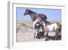 Wild Horses 9-Gordon Semmens-Framed Photographic Print