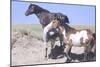 Wild Horses 9-Gordon Semmens-Mounted Photographic Print