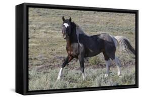 Wild Horses, after a Dust Bath-Ken Archer-Framed Stretched Canvas