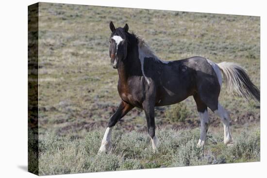 Wild Horses, after a Dust Bath-Ken Archer-Stretched Canvas