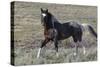 Wild Horses, after a Dust Bath-Ken Archer-Stretched Canvas