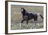 Wild Horses, after a Dust Bath-Ken Archer-Framed Photographic Print