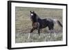 Wild Horses, after a Dust Bath-Ken Archer-Framed Photographic Print