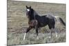 Wild Horses, after a Dust Bath-Ken Archer-Mounted Photographic Print