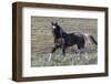 Wild Horses, after a Dust Bath-Ken Archer-Framed Photographic Print