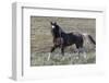 Wild Horses, after a Dust Bath-Ken Archer-Framed Photographic Print