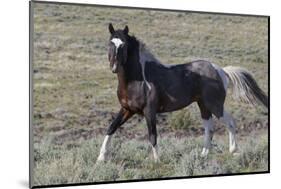 Wild Horses, after a Dust Bath-Ken Archer-Mounted Photographic Print