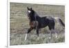 Wild Horses, after a Dust Bath-Ken Archer-Framed Photographic Print