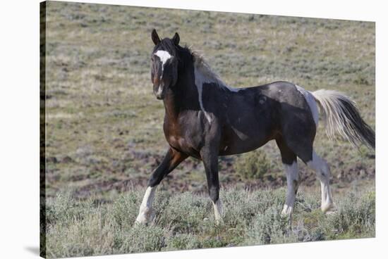 Wild Horses, after a Dust Bath-Ken Archer-Stretched Canvas