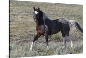 Wild Horses, after a Dust Bath-Ken Archer-Stretched Canvas