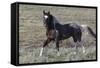 Wild Horses, after a Dust Bath-Ken Archer-Framed Stretched Canvas