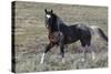 Wild Horses, after a Dust Bath-Ken Archer-Stretched Canvas