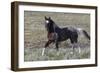 Wild Horses, after a Dust Bath-Ken Archer-Framed Photographic Print