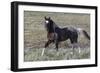 Wild Horses, after a Dust Bath-Ken Archer-Framed Photographic Print