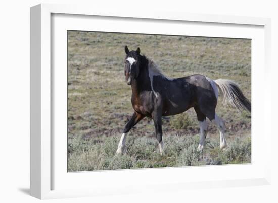 Wild Horses, after a Dust Bath-Ken Archer-Framed Photographic Print