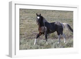 Wild Horses, after a Dust Bath-Ken Archer-Framed Photographic Print