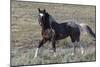 Wild Horses, after a Dust Bath-Ken Archer-Mounted Photographic Print