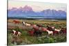 Wild Horses and Sunrise-Lantern Press-Stretched Canvas