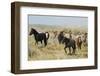 Wild horses approaching waterhole-Ken Archer-Framed Photographic Print