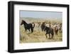 Wild horses approaching waterhole-Ken Archer-Framed Photographic Print