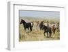 Wild horses approaching waterhole-Ken Archer-Framed Photographic Print