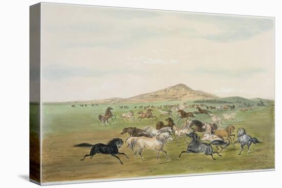 Wild Horses at Play-George Catlin-Stretched Canvas