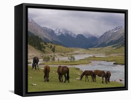 Wild Horses at River, Karkakol, Kyrgyzstan, Central Asia-Michael Runkel-Framed Stretched Canvas