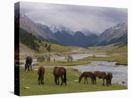 Wild Horses at River, Karkakol, Kyrgyzstan, Central Asia-Michael Runkel-Stretched Canvas