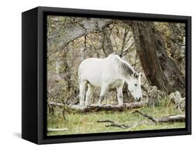 Wild Horses, El Calafate, Patagonia, Argentina, South America-Mark Chivers-Framed Stretched Canvas
