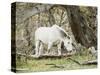 Wild Horses, El Calafate, Patagonia, Argentina, South America-Mark Chivers-Stretched Canvas