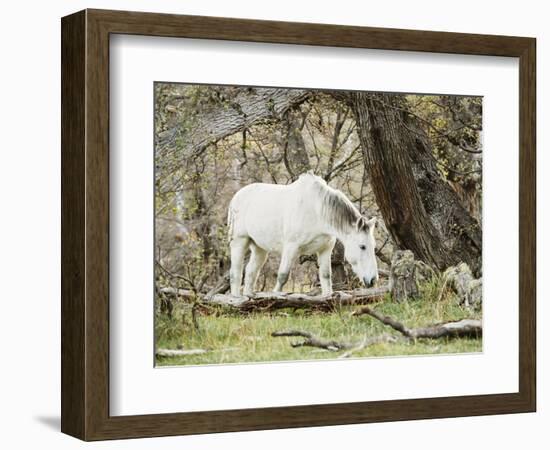 Wild Horses, El Calafate, Patagonia, Argentina, South America-Mark Chivers-Framed Photographic Print