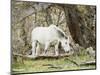 Wild Horses, El Calafate, Patagonia, Argentina, South America-Mark Chivers-Mounted Photographic Print