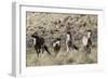 Wild Horses, Family Group-Ken Archer-Framed Photographic Print