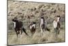 Wild Horses, Family Group-Ken Archer-Mounted Photographic Print