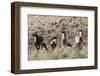 Wild Horses, Family Group-Ken Archer-Framed Photographic Print