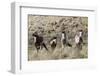 Wild Horses, Family Group-Ken Archer-Framed Photographic Print