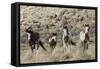 Wild Horses, Family Group-Ken Archer-Framed Stretched Canvas