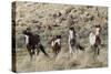 Wild Horses, Family Group-Ken Archer-Stretched Canvas
