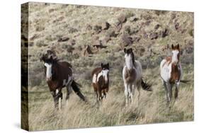 Wild Horses, Family Group-Ken Archer-Stretched Canvas