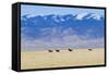 Wild Horses Galloping in Nevada-Sergio Ballivian-Framed Stretched Canvas