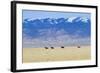 Wild Horses Galloping in Nevada-Sergio Ballivian-Framed Photographic Print