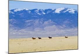 Wild Horses Galloping in Nevada-Sergio Ballivian-Mounted Photographic Print