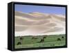 Wild Horses, Gobi Desert, Mongolia-Gavriel Jecan-Framed Stretched Canvas