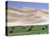 Wild Horses, Gobi Desert, Mongolia-Gavriel Jecan-Stretched Canvas