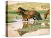 Wild Horses, Gobi Desert, Mongolia-Gavriel Jecan-Stretched Canvas