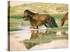 Wild Horses, Gobi Desert, Mongolia-Gavriel Jecan-Stretched Canvas