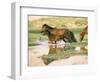 Wild Horses, Gobi Desert, Mongolia-Gavriel Jecan-Framed Photographic Print