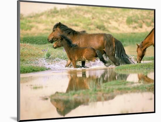 Wild Horses, Gobi Desert, Mongolia-Gavriel Jecan-Mounted Photographic Print