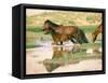 Wild Horses, Gobi Desert, Mongolia-Gavriel Jecan-Framed Stretched Canvas