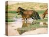 Wild Horses, Gobi Desert, Mongolia-Gavriel Jecan-Stretched Canvas